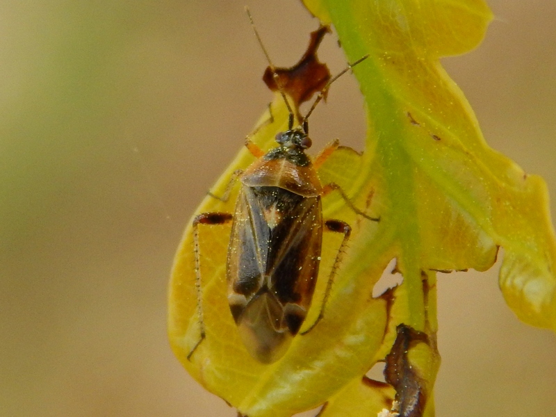 Miridae:   Harpocera thoracica, femmina